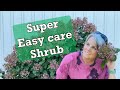 Super EASY Care Shrub | Little Quick Fire®️Hydrangea