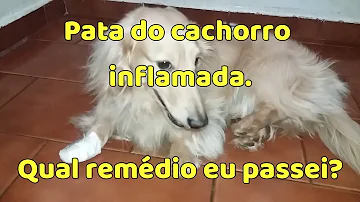 O que fazer quando a unha do cachorro está machucada?