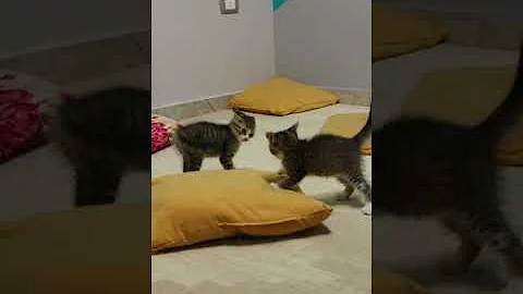 Watch the video about Funny videos - Funny Cats And Dogs - Funny Animals videos 2023🐱🐶