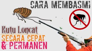 Cara Membasmi Kutu Loncat