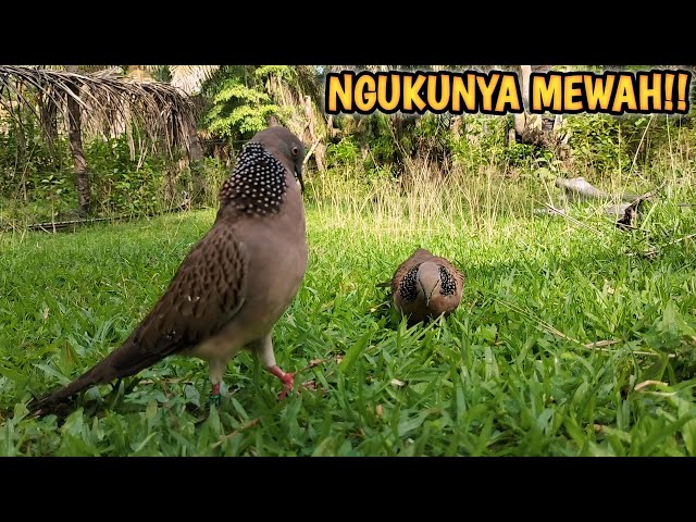 TEKUKUR SUARA NGUKU TERBAIK TAHUN INI SAMPAI MEMBUAT 1 PIKAT TARIK TALI class=