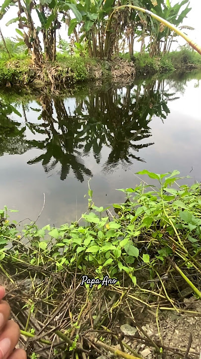 Sensasi tarikan ikan betik #fishing #microfhising