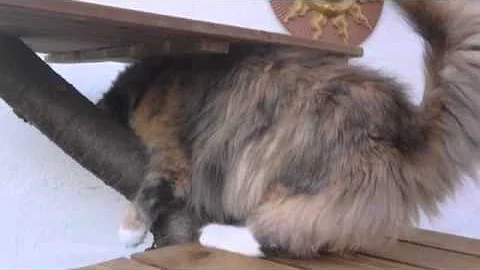 Video 9196281: white maine coon, blue maine coon