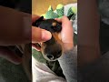Chihuahua Getting a Relaxing Head Massage #Shorts #Chihuahua #ASMR #CuteDog #PetASR
