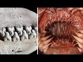 11 Animales Con Los DIENTES MÁS TERRORÍFICOS del planeta