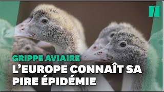 L’Europe traverse sa plus grande épidémie de grippe aviaire jamais observée