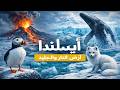 آيسلندا البرية أرض النار والجليد وثائقي عن البراكين الأنهار الجليدية والحياة البرية وثائقي