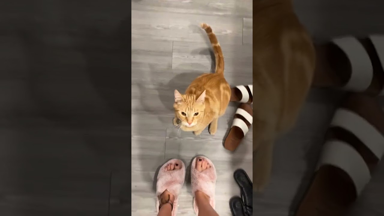 ⁣Funny Cat Casually Bites Owner's Leg! #Cats #Shorts