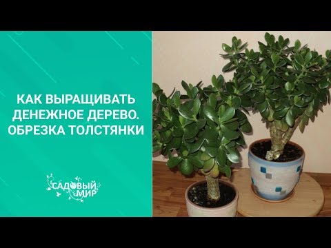 Выращивание в домашних условиях толстянки