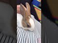 Bunny…🐰 #subscribemychannel