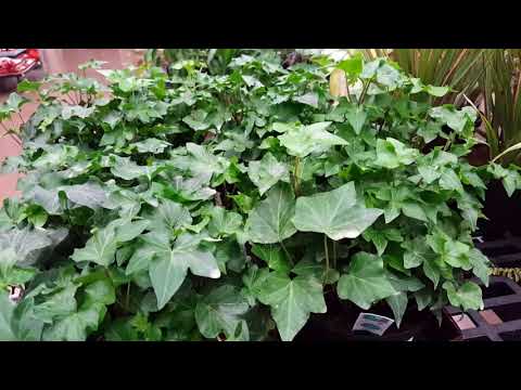 Видео: Усан үзмийн Ivy тариалалт: Усан үзмийн Ivy-г гэртээ арчлах тухай мэдээлэл
