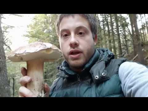 UNA BOMBA DI PORCINO WOW!!! 8 ottobre 2018