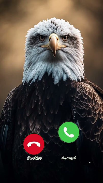Majestic Eagle Stare π¦
β¨#ringtone