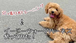 【マルプー】お散歩引っ張り犬トレーニング&イージーウォークハーネス使ってみた！【子犬5ヶ月】