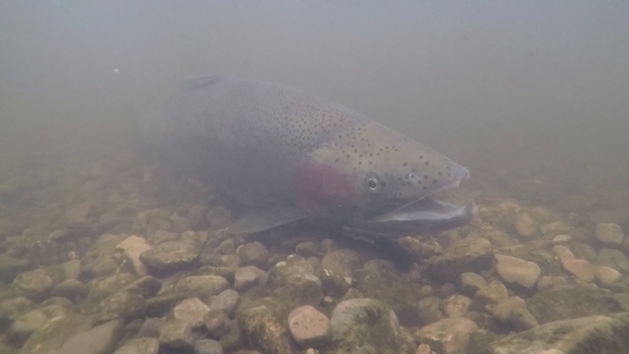 Spring Steelhead Run 2017