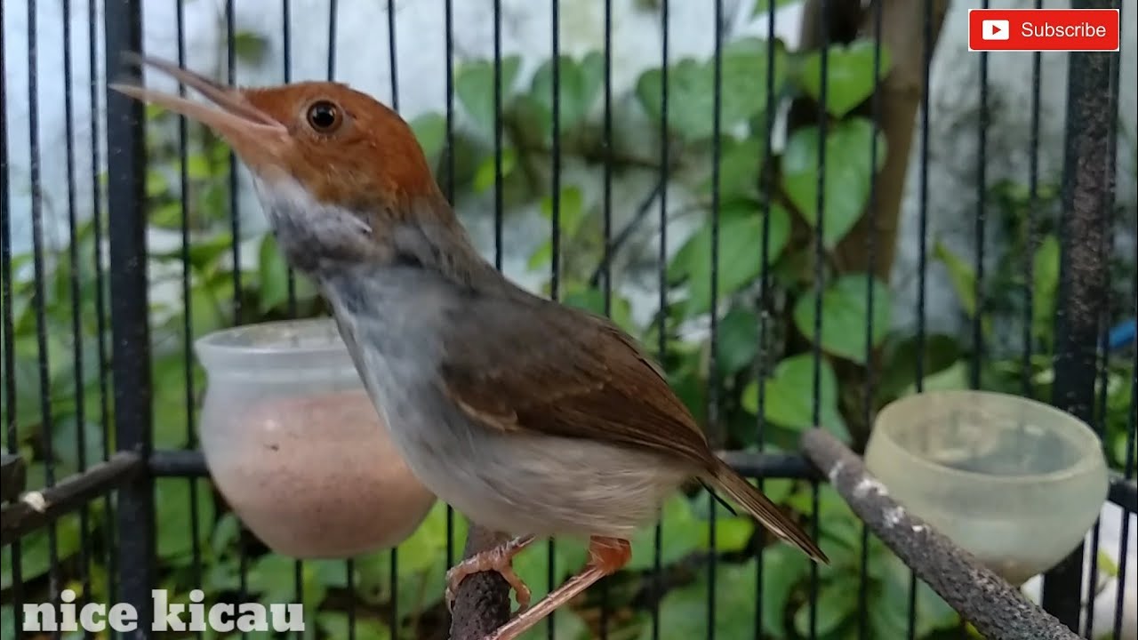 Prenjak betina kepala merah gacor untuk masteran dan pikat burung bahan