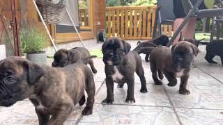 Boxerwelpen | Deutscher Boxer | Puppies | 4 Wochen alt
