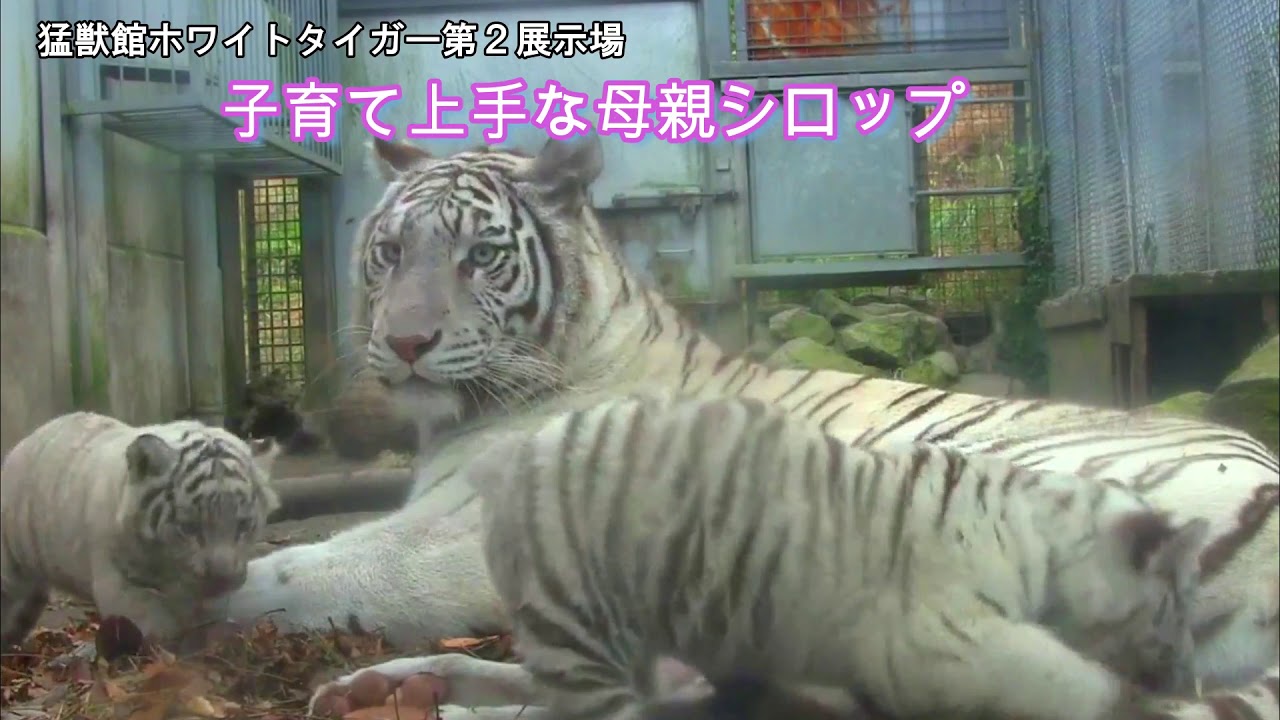 子育て上手母親シロップ - YouTube