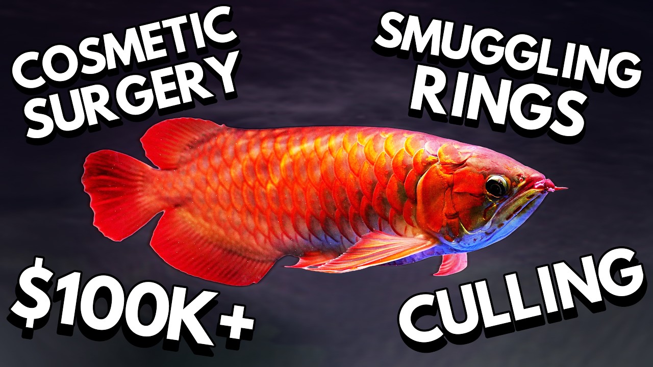 The Illegal Fish Worth More Than a House