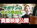 サボテン 貴重映像 公開 枯れる原因 教えます【おうちでガーデニング】開花園チャンネル