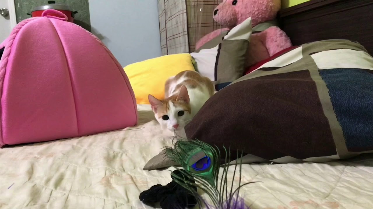 Kucing lucu | Udah besar dan cantik #kucing #kucingku 