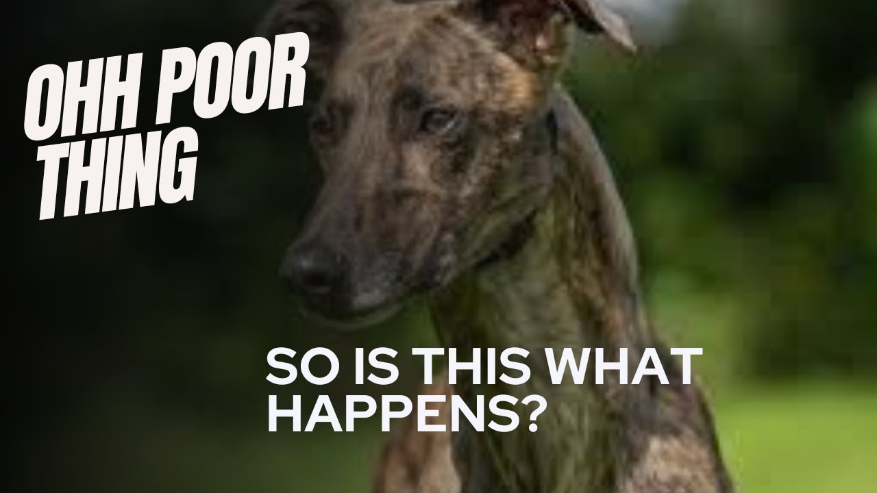 Can this Dog run faster than Cheetah and slower than Usain Bolt