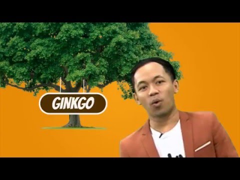 Video: Ginkgo Adalah Pohon Tertua Di Planet Ini
