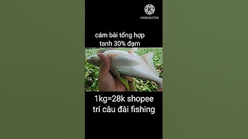 câu cá tra với mồi câu tổng hợp 30% đạm mùi tanh//go fishing