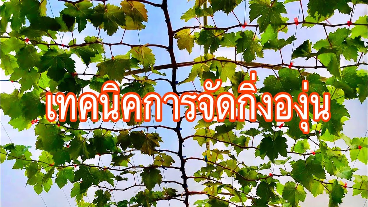 #ตอนที่10 แนะนำวิธีดูแลองุ่นให้มีกิ่งที่สม่ำเสมอ สวยงามแบบกิ่งก้างปลา