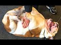 English BullDogs 🐶 Funny and Cute English Bulldog Doing Funny Things # 01 |2020| 1 2 3 Animals