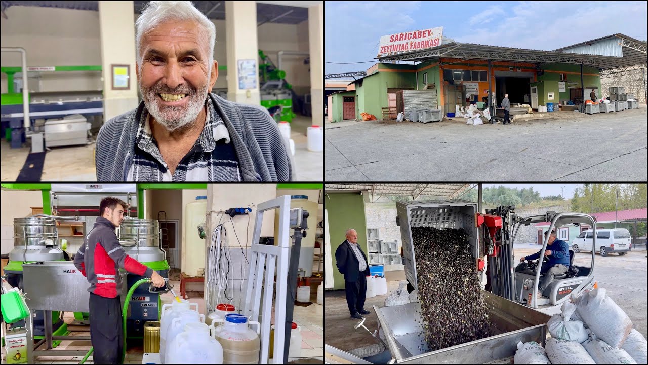 585 Kilo Zeytinden Bakın Kaç Kilo Zeytinyağı Çıktı ? (Yüzler Güldü ) 😃