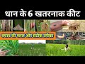 धान के 6 खतरनाक कीट जो फसल को सबसे ज्यादा नुकसान पहुंचाते हैं।paddy Insects