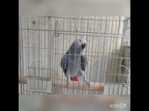 ملوس