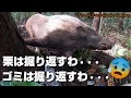 #94【有害鳥獣駆除】47kgの雄猪を駆除！ - A male boar weighing 47kg was captured.