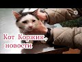 Спасенный с  улицы кот Коржик,  на передержке,  новости про котика, развешиваем объявления о нем