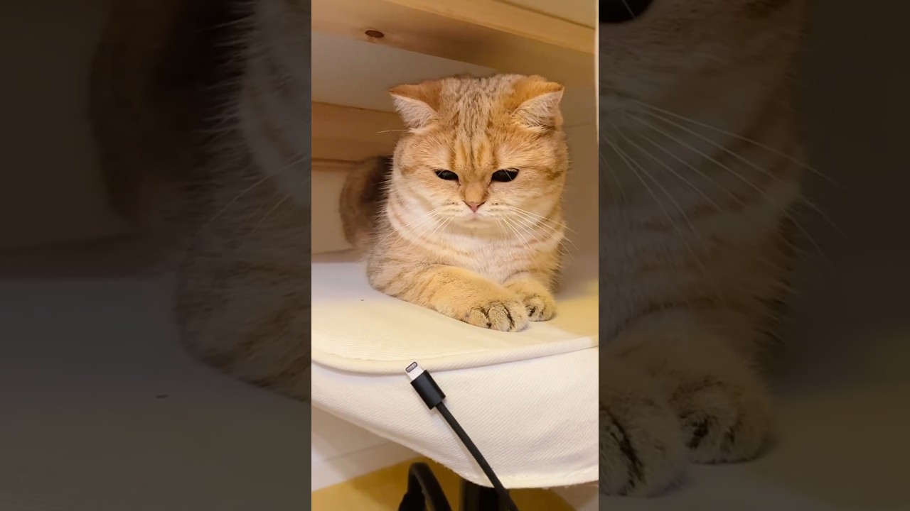 Is this a toy or a snack? 🤔🔌🐾 