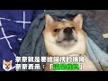 【柴犬Nana(奈奈)】就是要搶阿楞的棉被