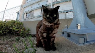 怖いけどカメラが気になって仕方がない野良猫