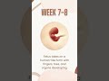 See how your baby grows in first trimester! 😍🤰🏻❤️#shorts #pregnancyweekbyweek #pregnancy #pregnant