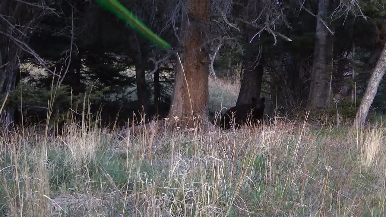 Public Land Montana Archery Spring Bear Hunt...10 yard Kill YouTube