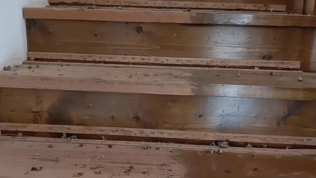 Pet stains on subfloor YouTube