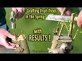 Grafting pears kiwis grapes and figs in the spring  results and followup