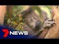 Koalas rescued from Kanangra-Boyd National Park, moved to Taronga Zoo | 7NEWS