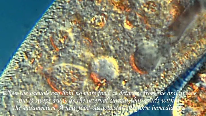 How a Paramecium Eats!