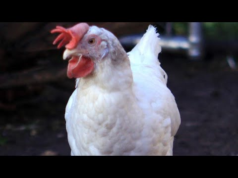 Wideo: Leghorn: Rasa Kur O Wysokiej Produkcji Jaj