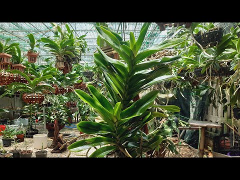 Video Lan Quế tháng 8, Nghinh xuân, ngọc điểm - 0945827636 - youtube