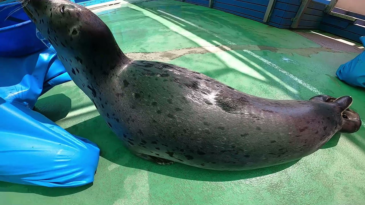 Seal] Genius isn't made in a day (Ise Sea Paradise/Aquarium) - YouTube
