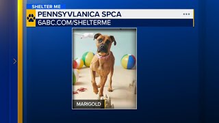 Shelter Me: Meet Marigold! A sweet girl ready for adventure