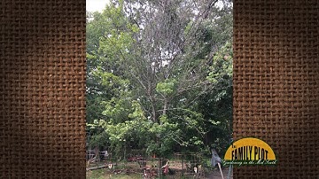 Q&A – Why are branches of my red maple dying?