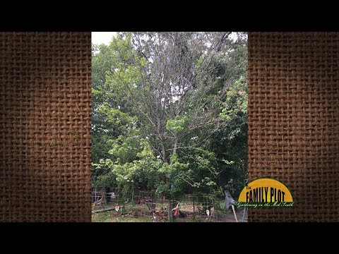 Video: Wat is de oorzaak van afsterven van citrustakjes: waarom sterven takken af aan de citrusboom?